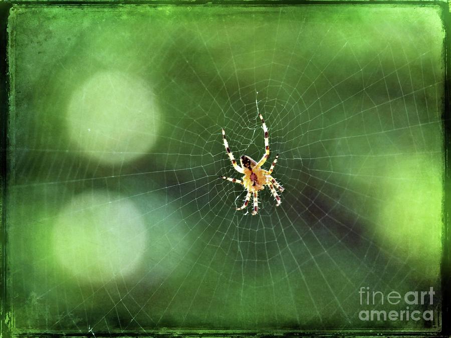 Web Spinner Photograph by Patricia Strand