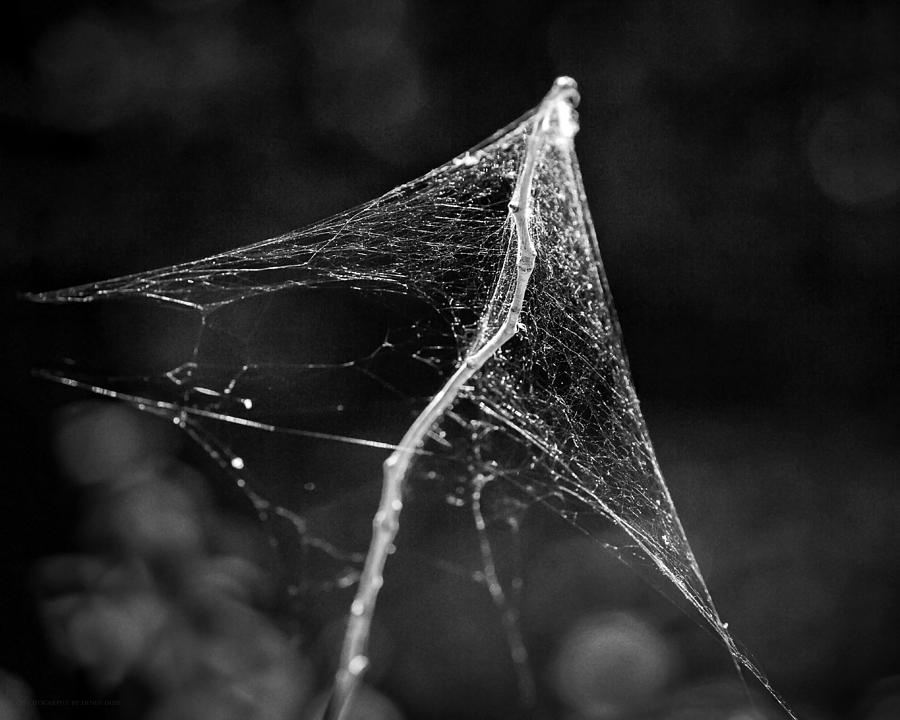 Web Tent bw Photograph by Denise Dube