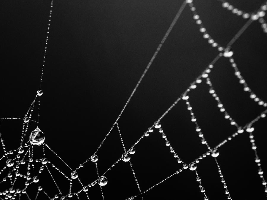 Web Water 1 Photograph by Rebecca Cozart