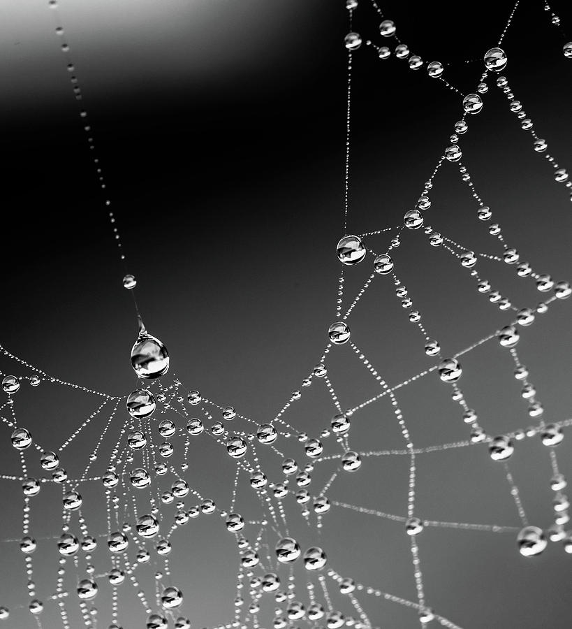Web Water 2 Photograph by Rebecca Cozart