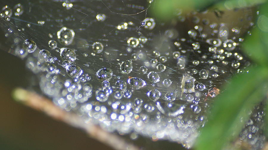 Web water pearls Photograph by Maria  Wall