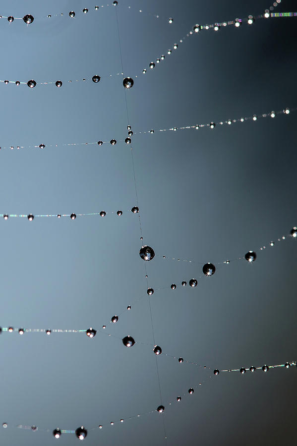 Web Water Photograph by Rebecca Cozart