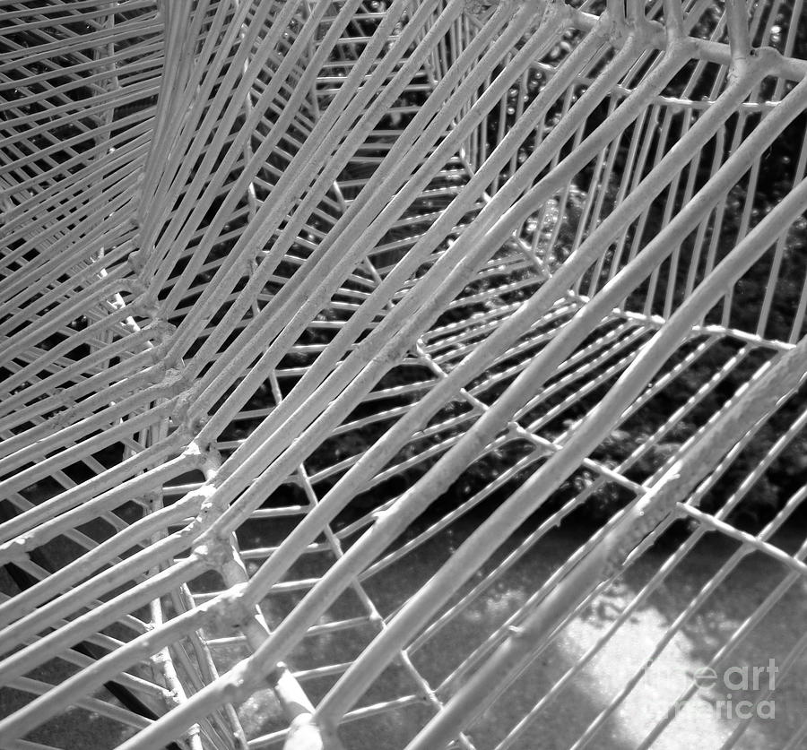 Web Wired Photograph by Cathy Dee Janes