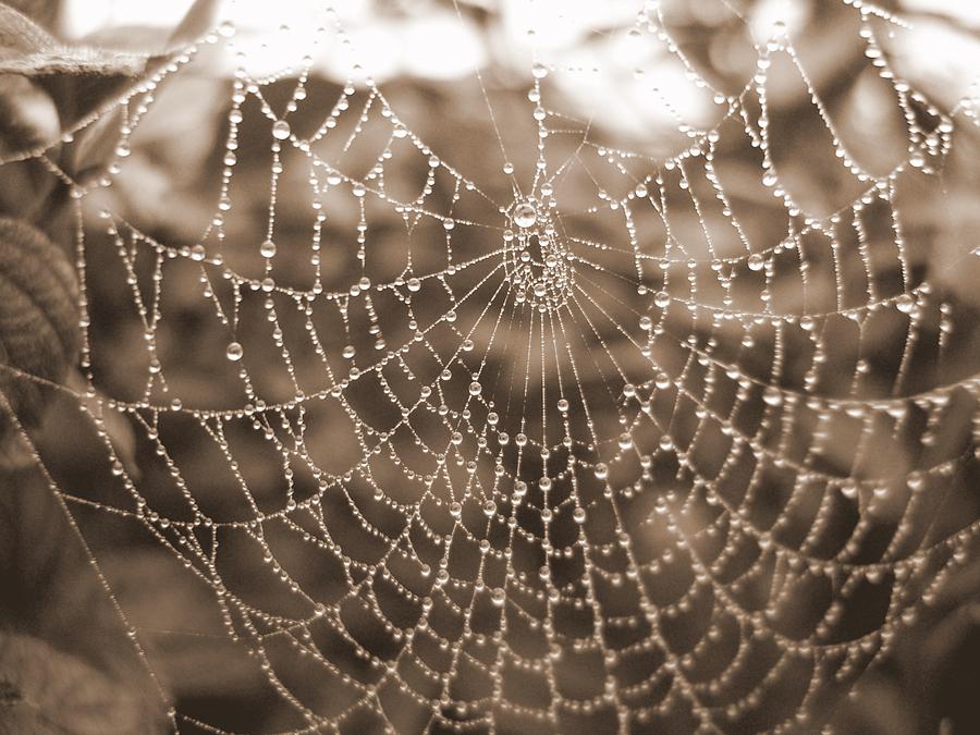 Spider Photograph - Web with Dew by Jane Buck
