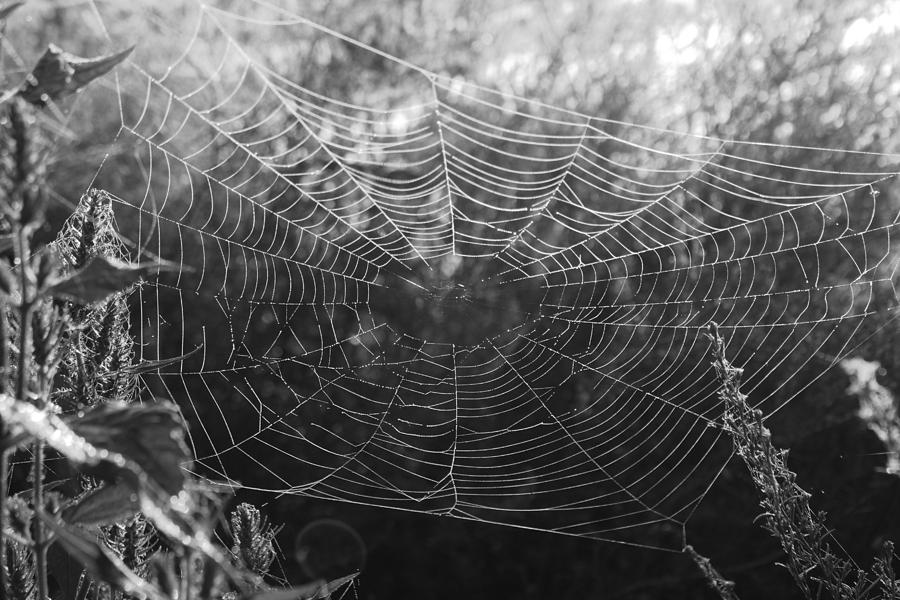 Web With Out Color 2 Photograph by Rose Benson