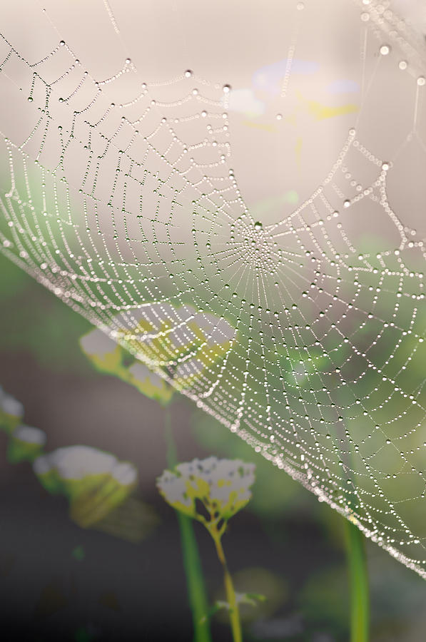 Web With Thousand Dew Drops By Pedro Cardona Photograph by Pedro Cardona Llambias