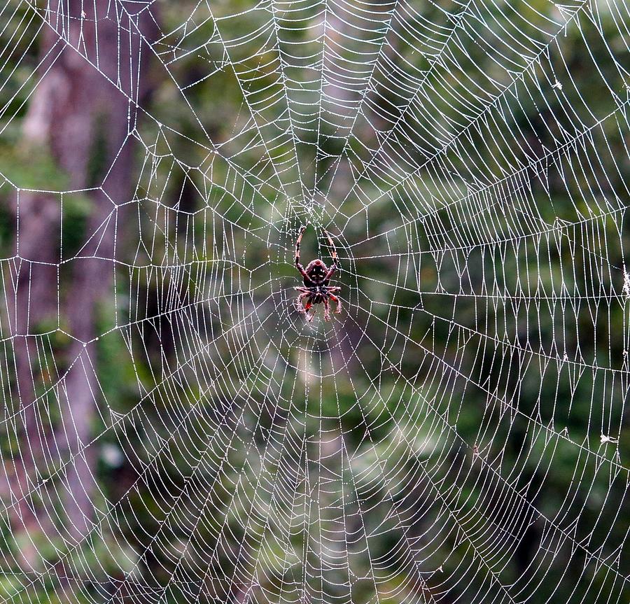 Web Work Photograph by Betty Buller Whitehead
