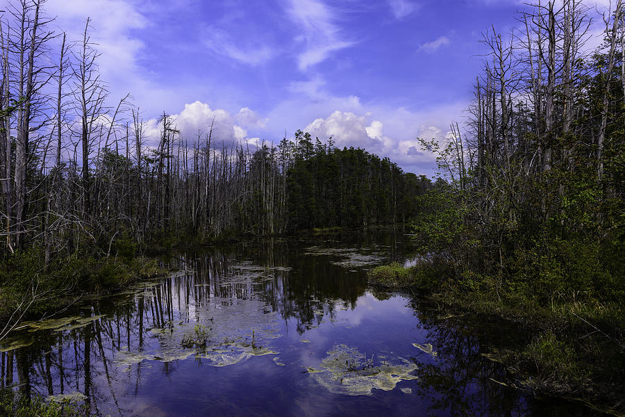 Webb Cedar Swamp Blog Photograph by Louis Dallara