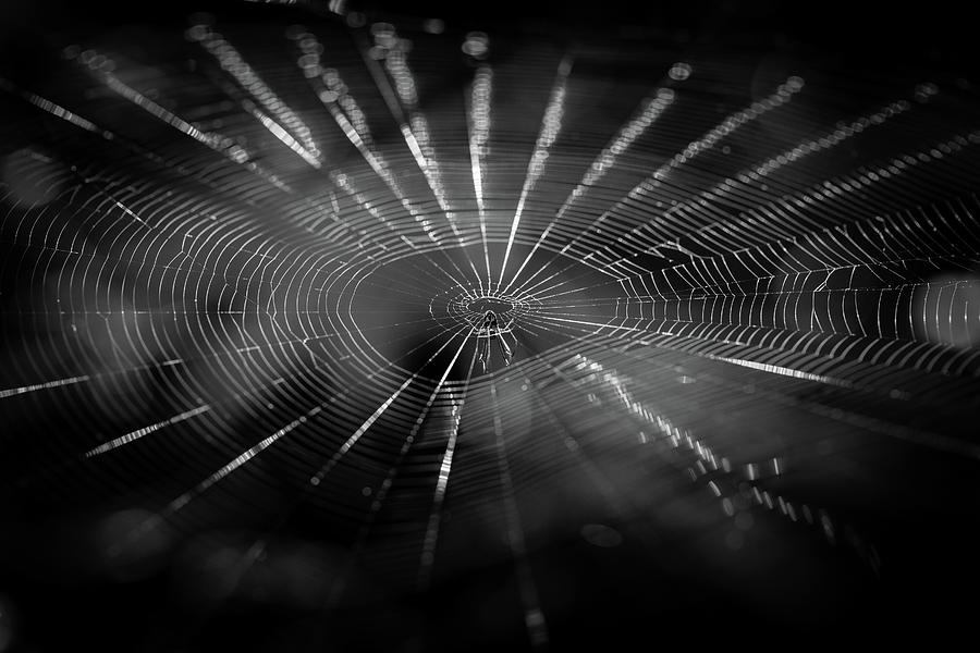 Webbed by CHRISTOPHER L THOMLEY Webbed by CHRISTOPHER L THOMLEY