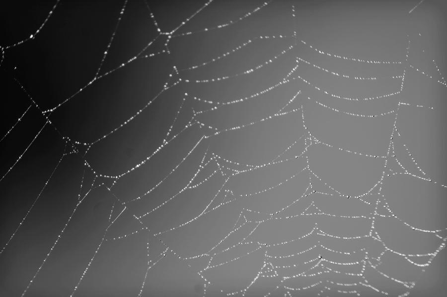 Black And White Photograph - Webbed by Denise Irving