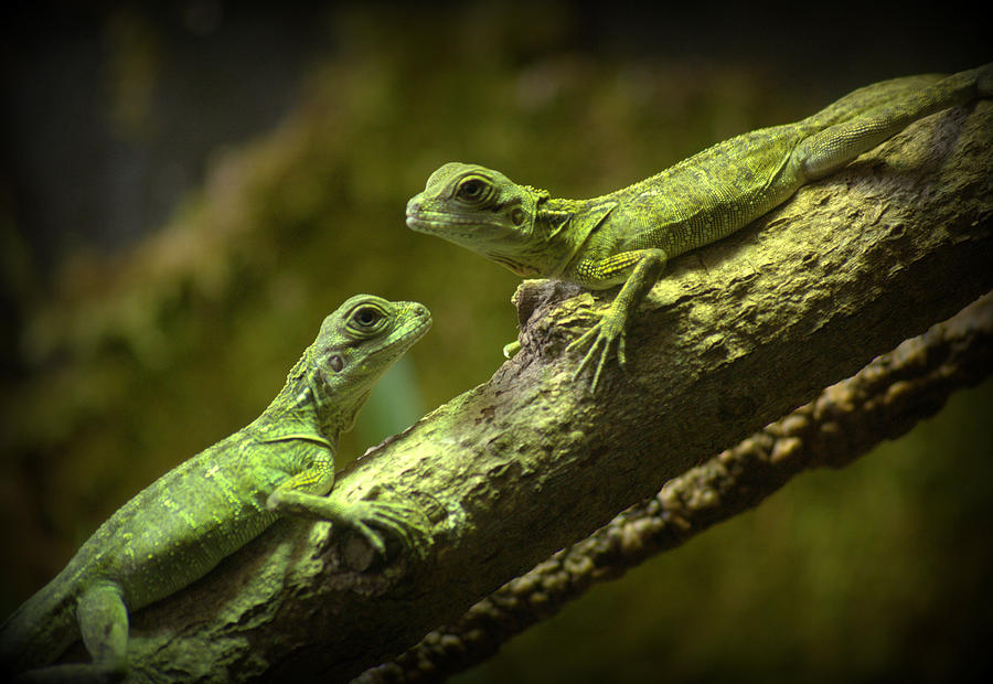 Webers Sailfin Lizards Photograph by Nathan Abbott