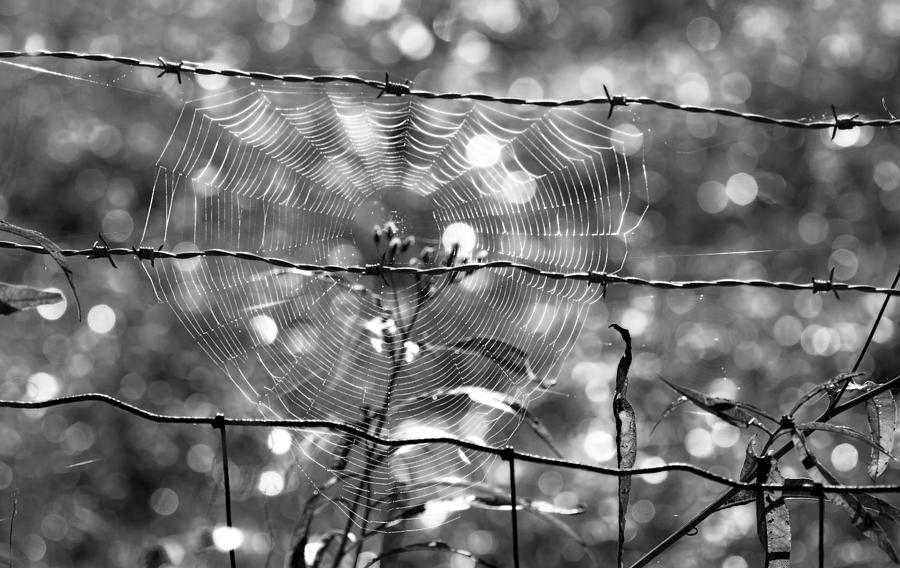 Webs Photograph by Tracy Winter