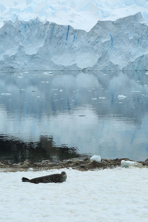 Weddell Seal and Glacier Photograph by Bruce J Robinson
