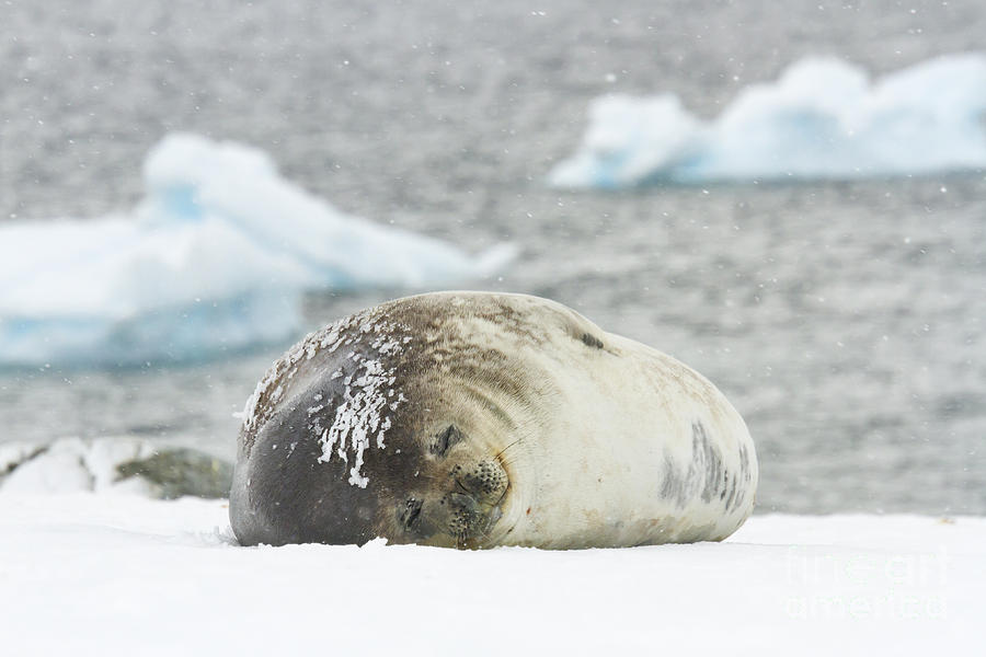 Weddell seal on Ronge Island, Antarctica Photograph by Karen Foley