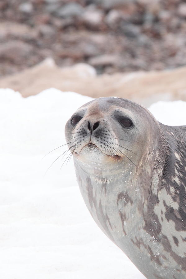 Weddell Seal Portrait Photograph by Bruce J Robinson
