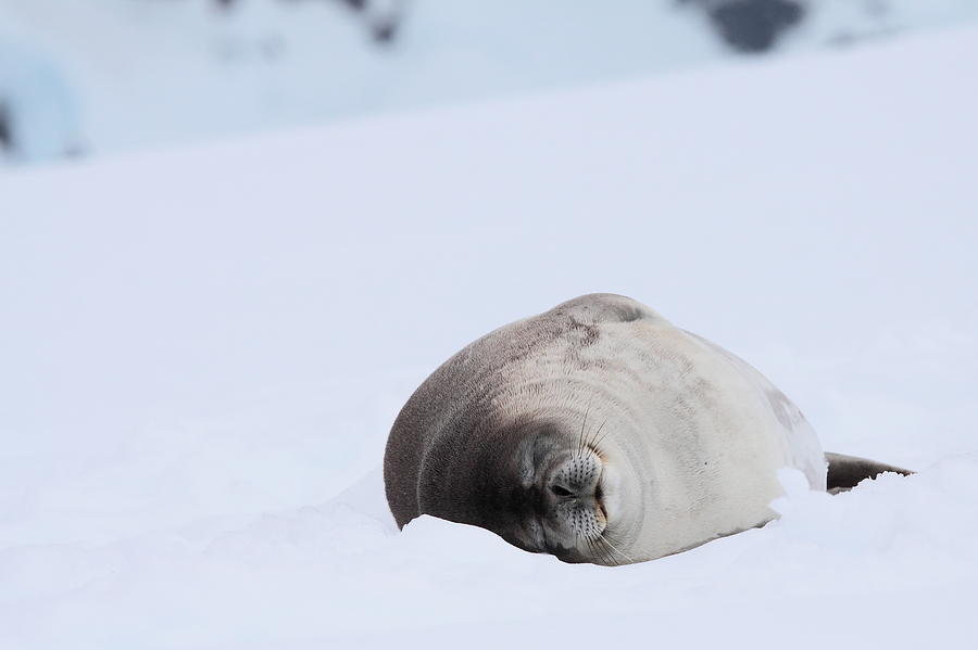 Weddell Seal Sleeping Photograph by Bruce J Robinson