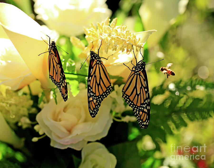 Wedding Flowers, Butterflies and Bee Photo Photograph by Luana K Perez