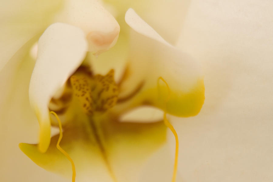 Wedding Orchid Photograph by Margaret Denny