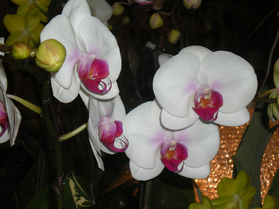 Orchids Photograph - Wedding Orchids by Kim Prowse