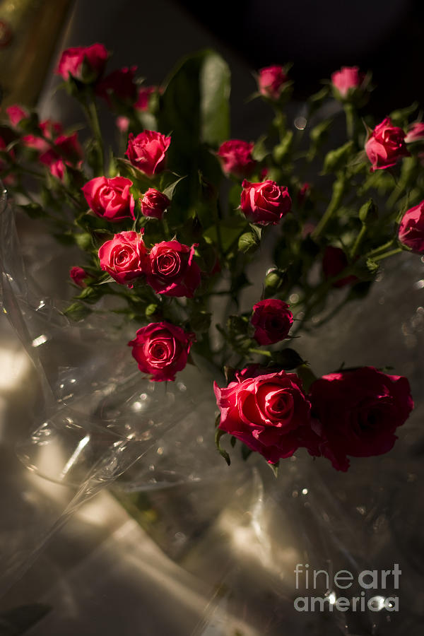 Wedding Roses Photograph by Jorgo Photography