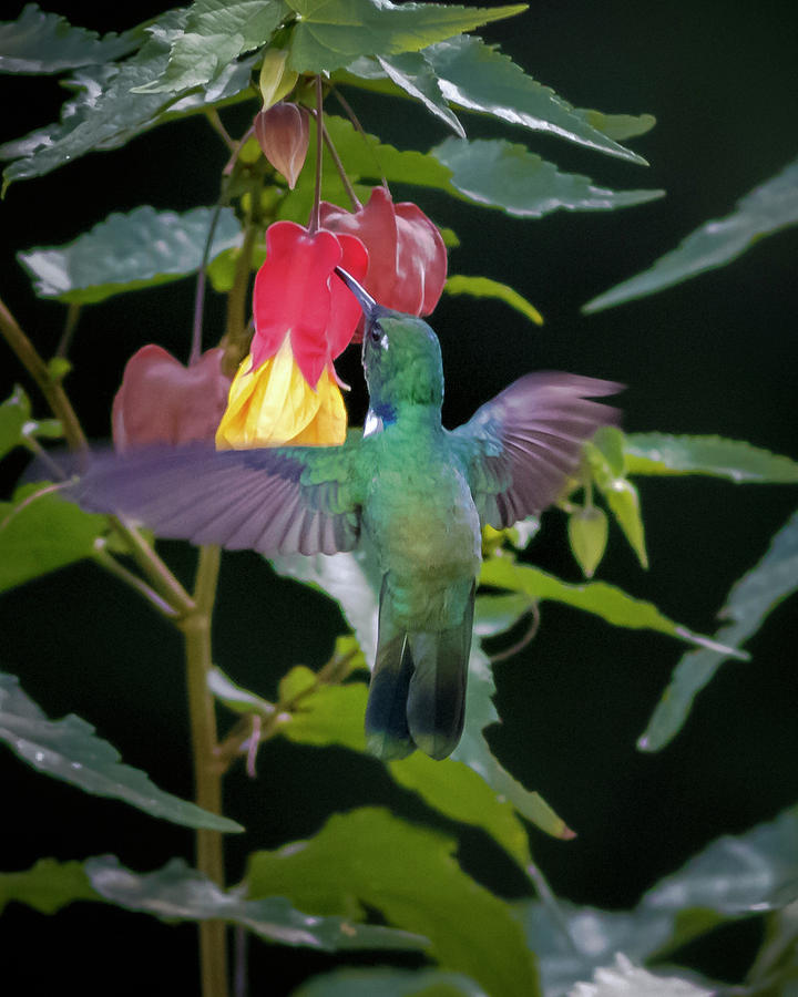 Wedge Billed Hummingbird Otun Quimbaya Pereira Colombia Photograph by Adam Rainoff