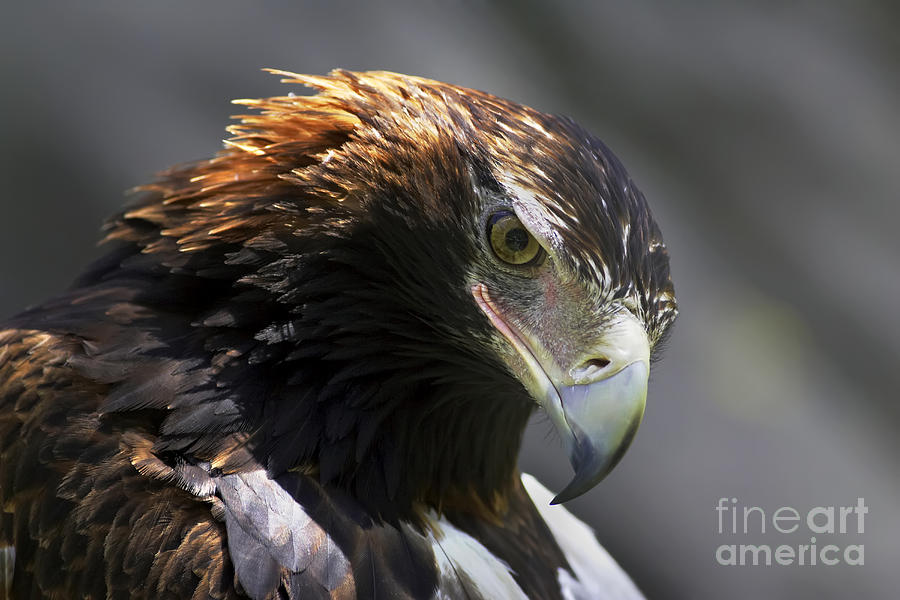 Wedge Tail Eagle Photograph by Bill  Robinson