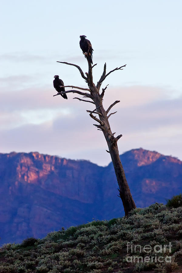 Wedge Tail Eagles Photograph by Bill  Robinson