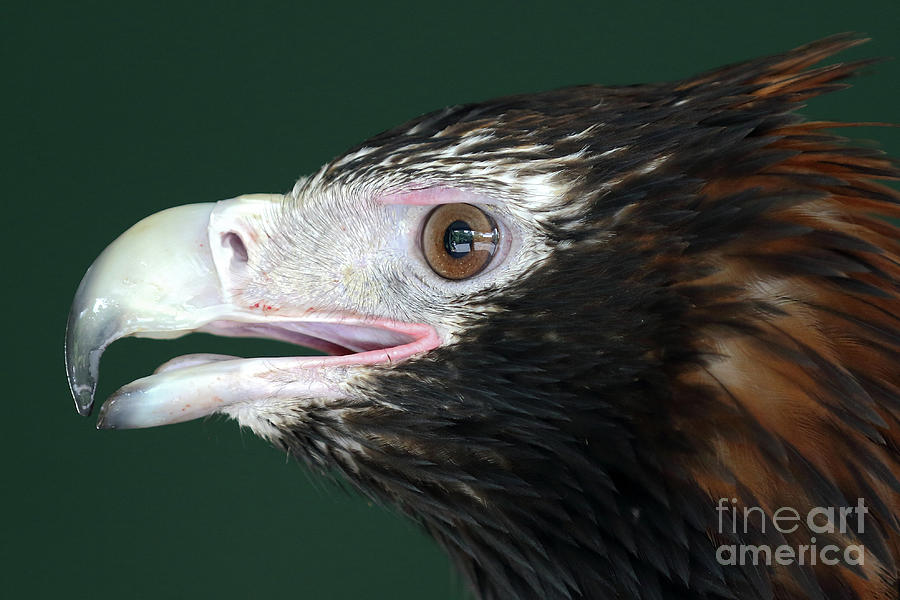 Wedge Tailed Eagle Photograph by Howard Ferrier