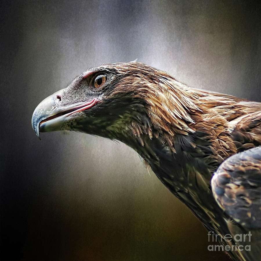 Eagle Photograph - Wedge-tailed Eagle Portrait by Kaye Menner by Kaye Menner