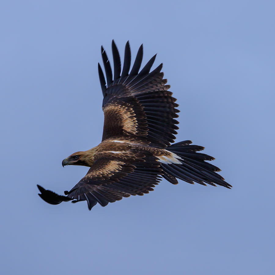 Wedge-tailed Eagle Photograph by Sandy Eveleigh