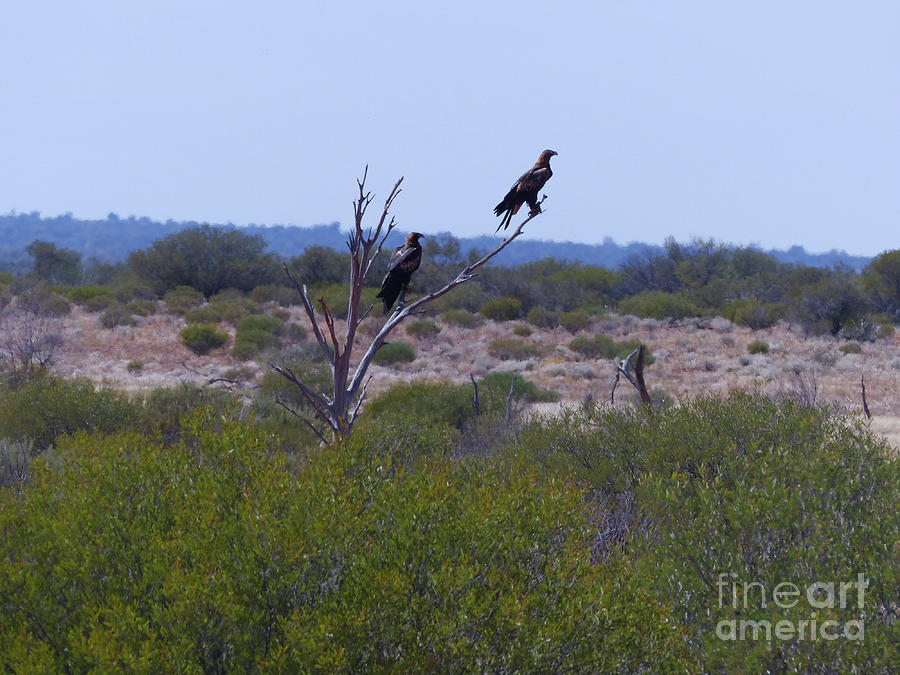Wedge-tailed Eagles - Australia Photograph by Phil Banks