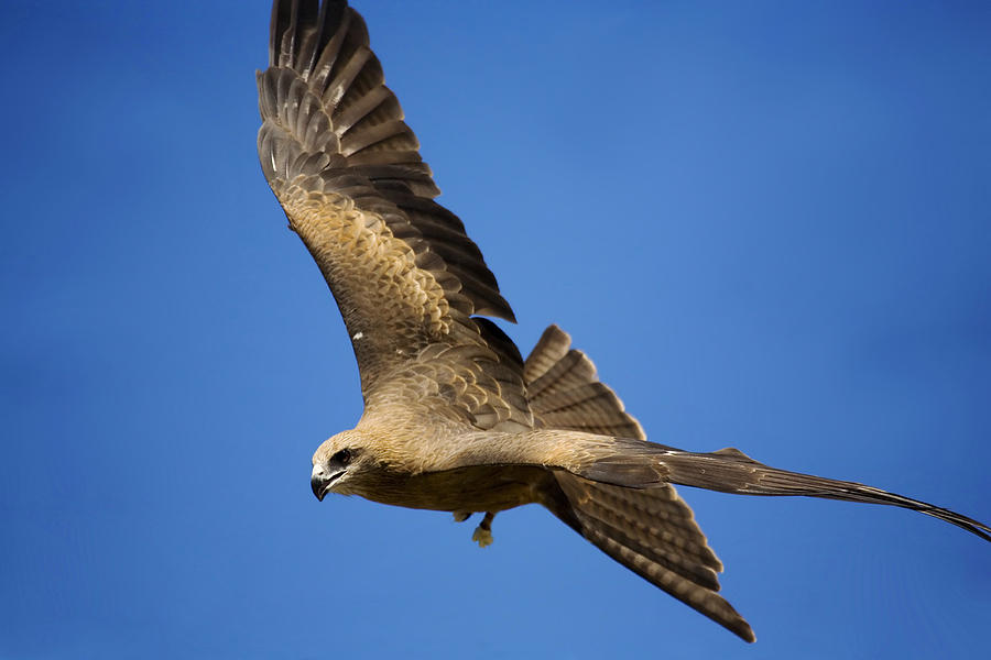 Wedgetail Eagle Flight Photograph by Michael Dawson