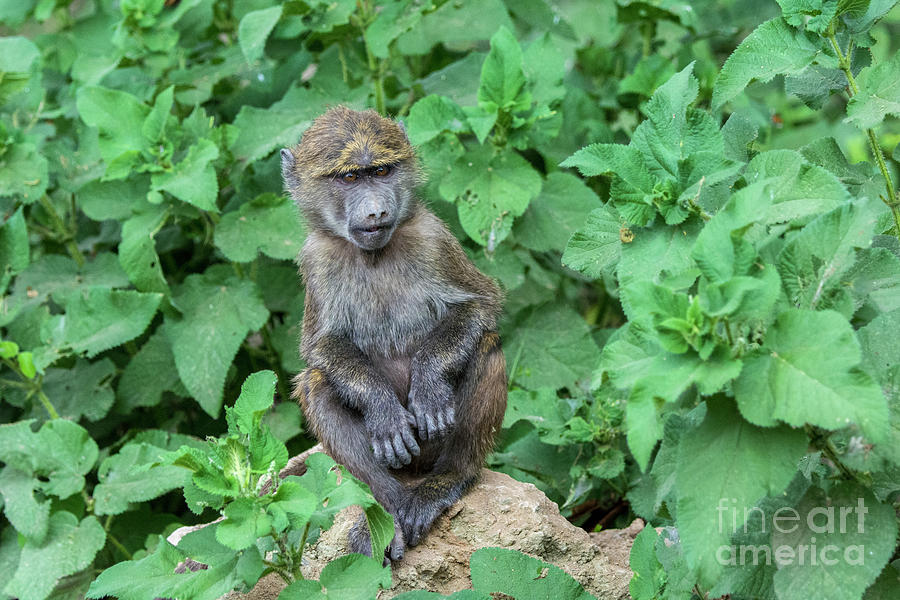 Wee Baboon Photograph by Paulette Sinclair