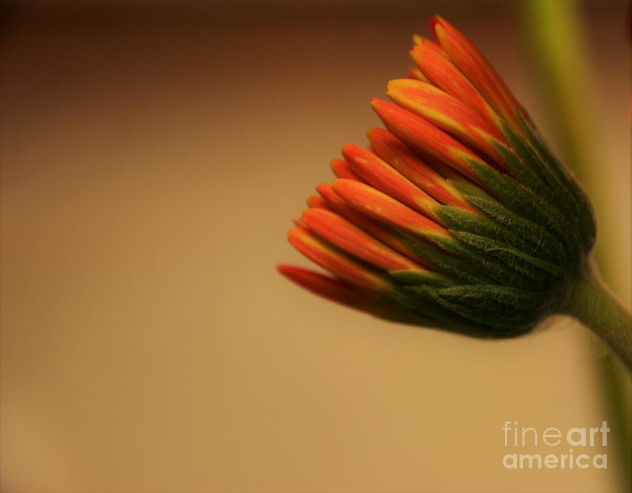 Wee Gerber Daisy in Bloom - Georgia Photograph by Adrian De Leon Art and Photography