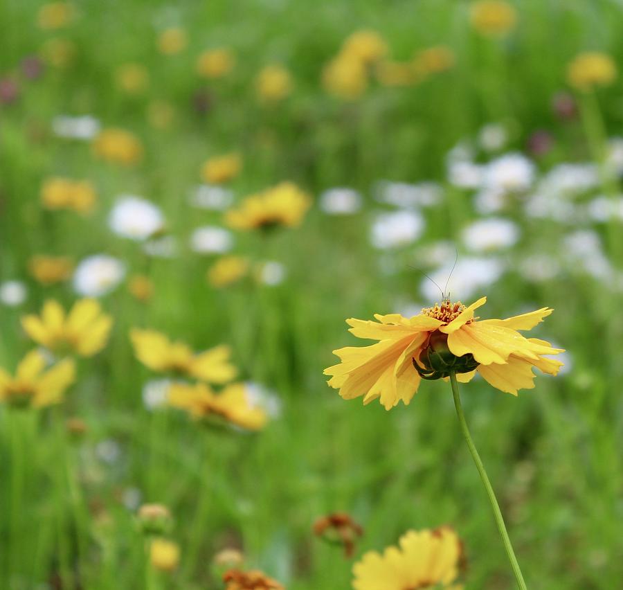 Wee Grasshopper on the Coreopsis in a Field of Wildflowers Photograph by M E