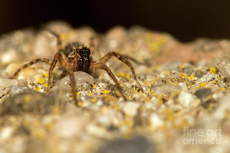 Wee spider looking at you Photograph by Shawn Jeffries