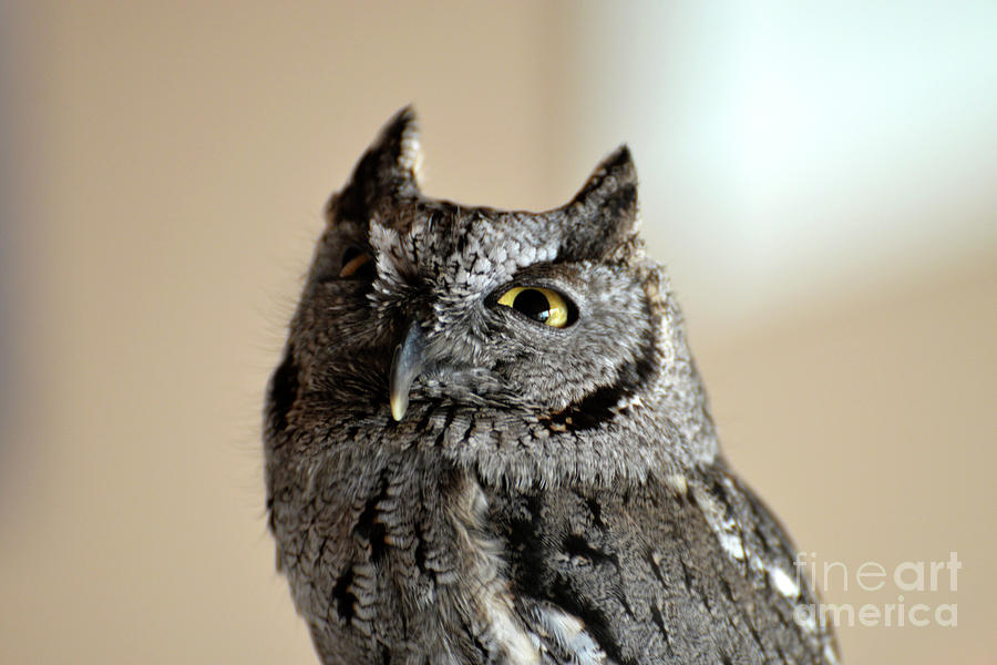 Wee Western Screech Owl Photograph by Denise Bruchman