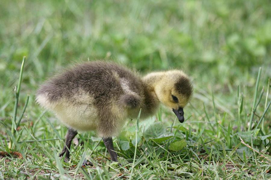 Wee Wobbly Photograph by Tina B Hamilton - Fine Art America