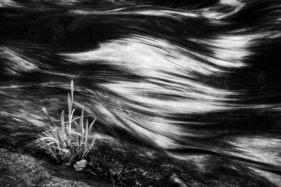 Weed At Waters Edge In Black and White Photograph by Greg and Chrystal Mimbs