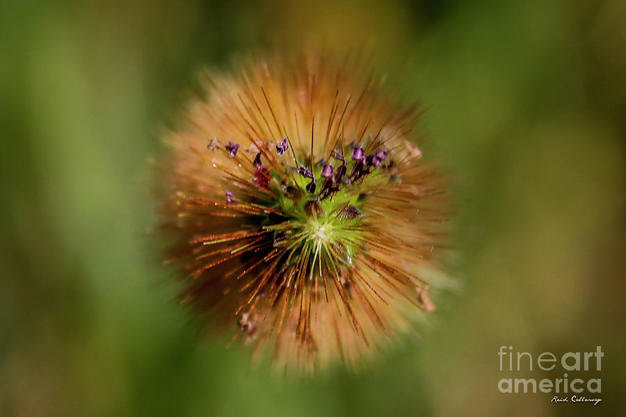 Weed Flowers Grass Agriculture Farming Art Photograph by Reid Callaway