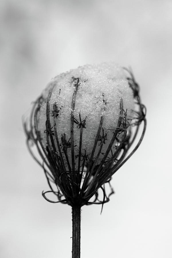 Weed Holding Snow BW Photograph by Mary Bedy