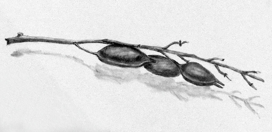 Weed with Seed Pods Drawing by Kevin Callahan
