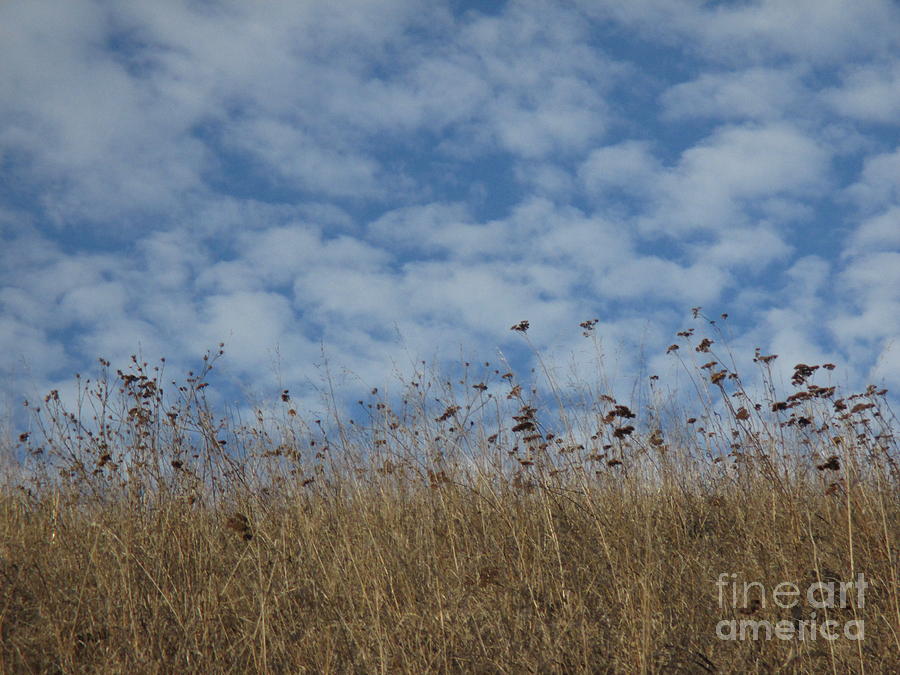 Nature Photograph - Weeds and Dappled Sky by Suzanne Leonard