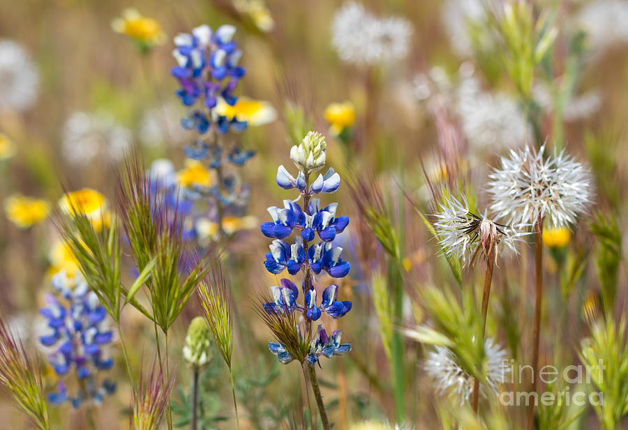 Weeds And Wildflowers Photograph by Mimi Ditchie
