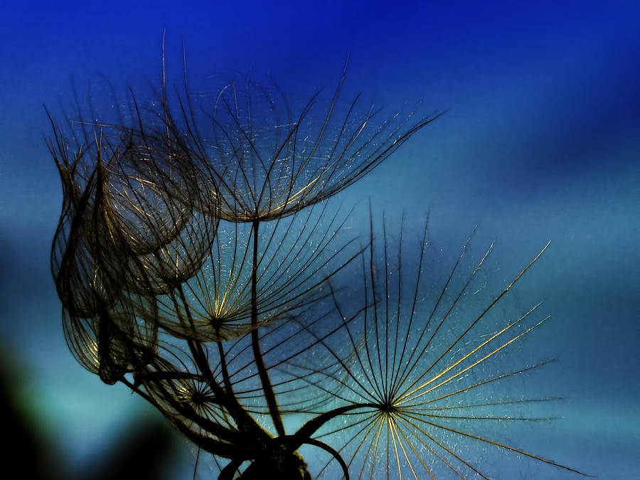 Abstract Photograph - Weeds Can be Beautiful.... by Judy  Johnson