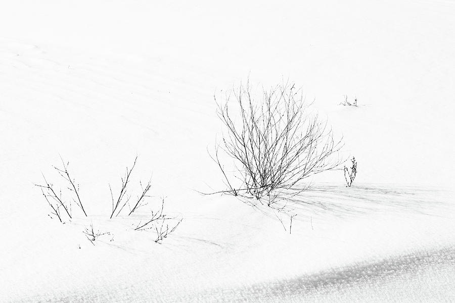 Weeds in Snow Photograph by Mary Bedy