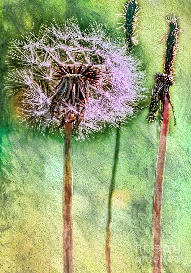 Nature Digital Art - Weeds by Jean OKeeffe Macro Abundance Art