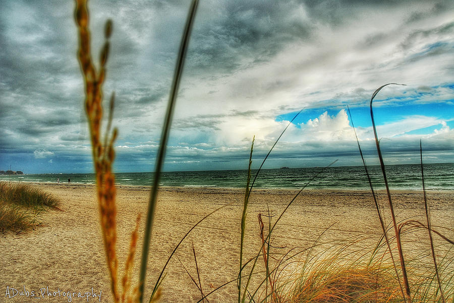 Weeds on the Beach Photograph by Allen Williamson - Fine Art America