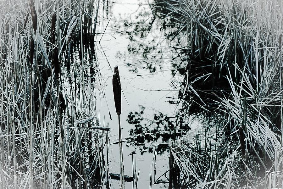 Weeds, Reeds and Still Water BW Photograph by Desmond Raymond