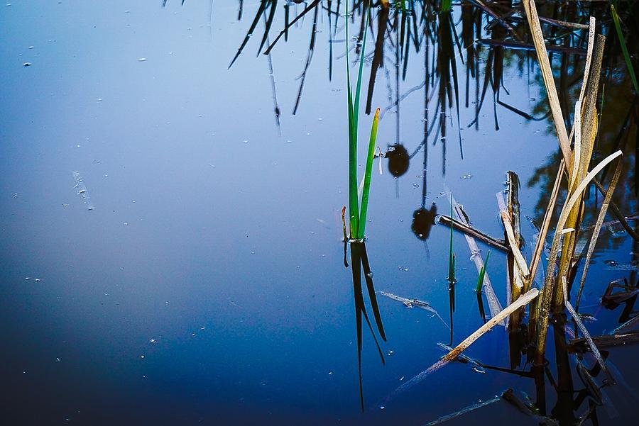 Weeds, Reeds and Still Water No.2 Photograph by Desmond Raymond